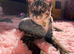 Female F5 savannah