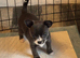 Female puppy chihuahua blue and white