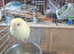 Kakariki