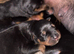Stunning Rottweiler puppies available