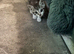 4 beautiful male kittens ready now