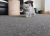 Stunning BLH Tortie Female for Sale