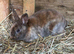 Stunning Mini Rex buck