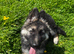 2 German shepherd bitch pups