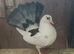 Indian and English garden fantails