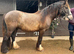 Choclate dun 5yr old gelding