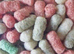 Rough Isopod Expert Starter Kit - enough Rough Isopods to establish a colony of your own + More