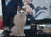 Lily 4 year old cat looking for new home