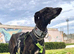 Urgent Rehoming - Gala