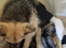 Beautiful litter of Long coated German Shepherd puppies