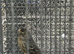 Black canarie hen