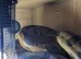 Hypo Boa Constrictor
