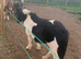 2 Shetland colts