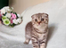 Scottish Fold Kittens