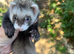 Baby ferrets