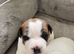 Beautiful 6 pups looking for home