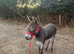 Jenny donkeys infoal
