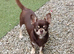 Gorgeous Chocolate Chiweenie Puppies - Ready Now