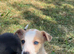 Merle collies for sale