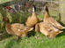 Cayuga ducklings and khaki Campbell ducklings
