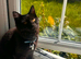 gorgeous boy for rehoming