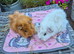 Baby Female Guinea Pigs Funky Coats