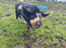 2 x Kunekune boys