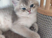 TICA reg British golden chinchilla