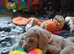 Beautiful KC registered Weimaraner Puppies. Hip Scored Parents. Champion bloodlines.Sire Show Weimaraner of the year 2025.