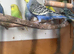 Lovely rainbow male budgie
