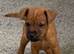 Lakeland terriers