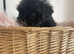 Lhasa cross Shih Tzu