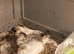 Tiny Button Quails 2 x Pure White and 2 x Tuxedo Pied Leopard Print Markings &pound;24 the group of 4 birds