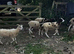 Hoggets rams and wethers last years lambs