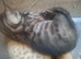 Beautiful kittens ready now
