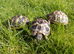 Hermann's T.h.b and Spur-thighed tortoises