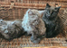 Maine Coon cross kittens