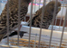 BF budgies