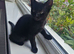 Beautiful kittens ready for rehoming