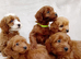 Cavapoo puppies