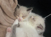 1 male available