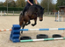 TB mare 15.2 10 yrs calm happy hack teenager&rsquo;s fun horse