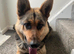 REHOME OUR BEAUTIFUL GIRL