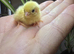 Chinese Painted (Button) Quail chicks
