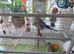 BEAUTIFUL EXHIBITION BUDGIES