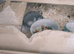 Female Russian hamster for sale with full set up