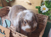 Vaccinated French lop Bucks