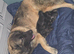 Caucasian shepherd x puppies