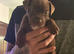 Bull staffy puppies