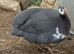 Guinea Fowl